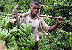 Banana Supply