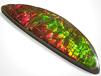 Ammolite