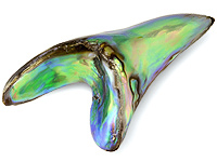 Abalone Pearls
