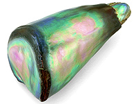 Abalone Pearls