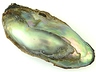 Abalone Pearls