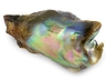 Abalone Pearls