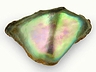 Abalone Pearls Single N/A Opaque
