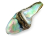 Abalone Pearls