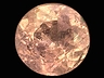 Triplite Single Round Moderately to Heavily included