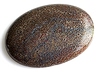 Dinosaur Bone Single Oval Translucent