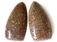 Dinosaur Bone Pair Fancy Opaque