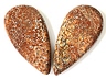 Dinosaur Bone Pair Pear Translucent