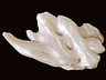 Freshwater Pearls Closeout Fancy Translucent