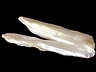 Freshwater Pearls Closeout Fancy Translucent