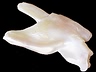 Freshwater Pearls Closeout Fancy Translucent