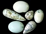 Turquoise Mixed Lot Fancy Opaque