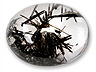 Rutilated Quartz