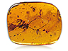 Amber Single (YAR102aa)