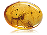 Amber Single Oval Transparent