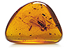 Amber Single Fancy Transparent