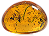 Amber Single Fancy Transparent