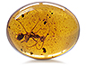 Amber